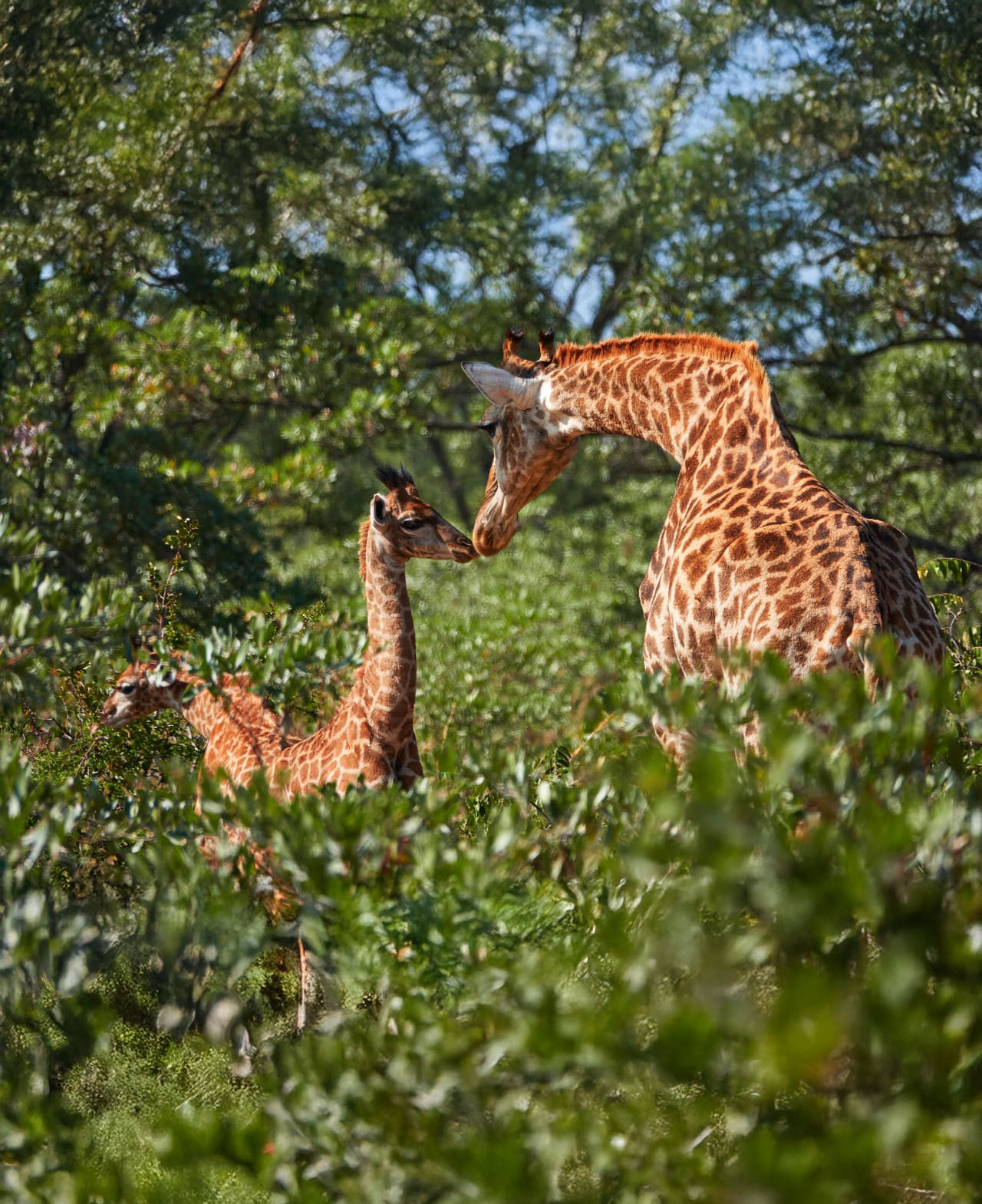African landscape at golden hour