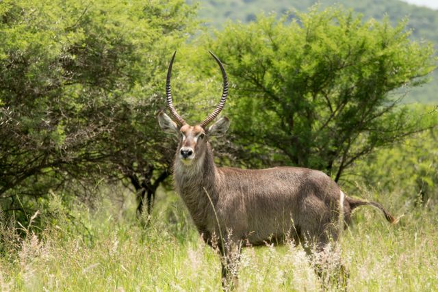 Game drives