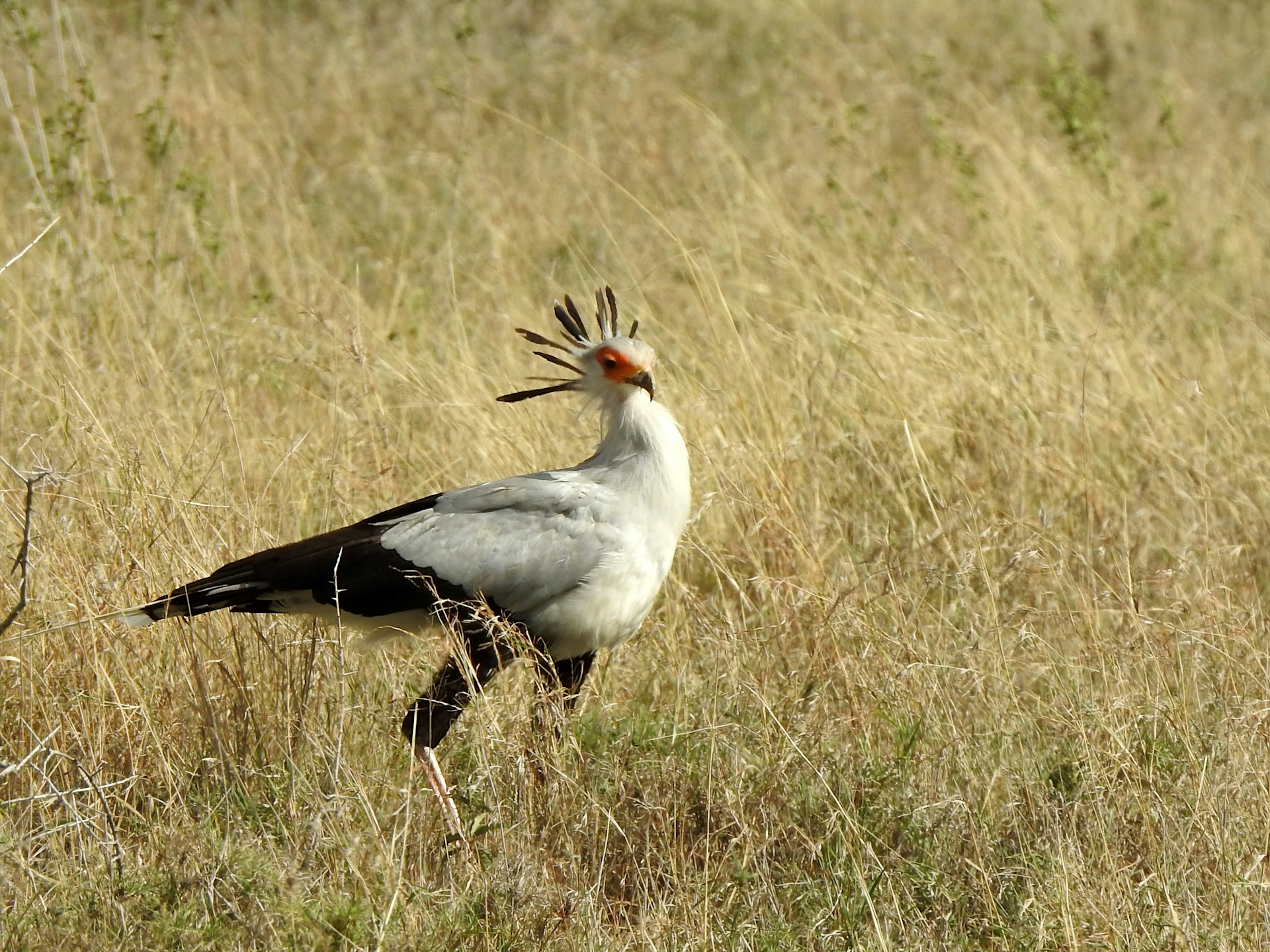 Birding