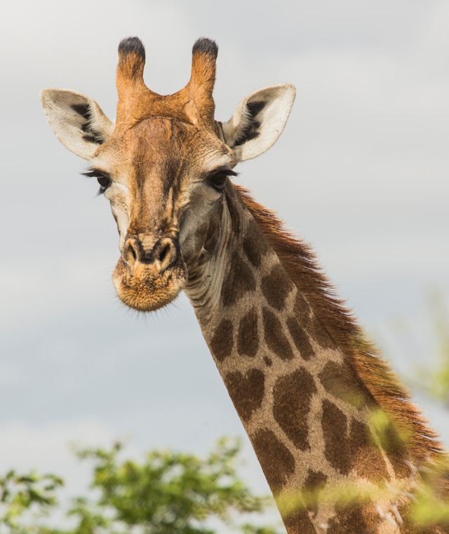 Giraffe at sunset